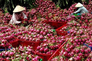 Tạm dừng thông quan 200 container thanh long do ảnh hưởng của dịch nCoV