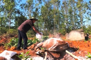 Quảng Ngãi: 2.410 trâu bò mắc bệnh lở mồm long móng