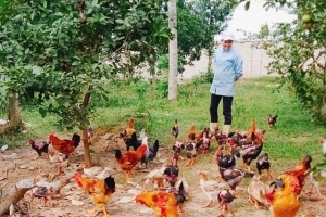 Tổng đàn gia cầm gần 6 triệu con, Ninh Bình lo phòng chặn dịch