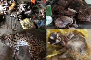 Thanh Hóa: Bắt giữ 2 vụ mua bán, tàng trữ số lượng lớn động vật hoang dã