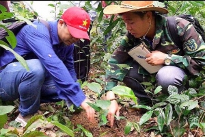 Quảng Bình: Lên kế hoạch bảo tồn Sâm Bố Chính dưới tán rừng di sản