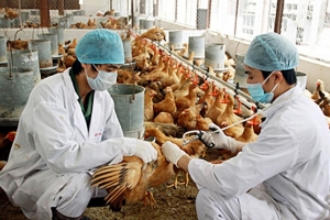 Triển khai quyết liệt các giải pháp phòng, chống dịch bệnh gia súc, gia cầm