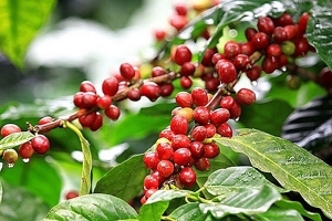 Thị trường nông sản ngày 2/1: Giá tiêu đi ngang, cà phê tăng nhẹ