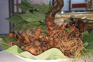Quảng Nam: Chi 3 tỉ đồng trồng thử sâm Ngọc Linh nuôi cấy mô