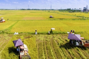 Ngành trồng trọt linh hoạt trong sản xuất để tránh tác động của dịch COVID-19.