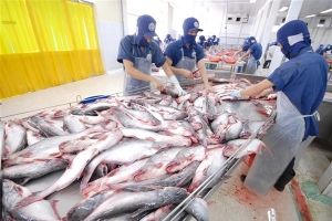 Bất chấp khó khăn, cá tra Việt Nam xuất khẩu đi Anh duy trì đà tăng trưởng liên tiếp