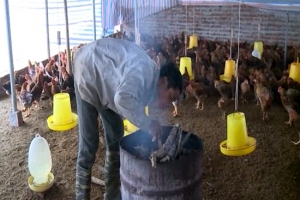 Vĩnh Phúc: Tăng cường các biện pháp chống đói, rét cho đàn vật nuôi