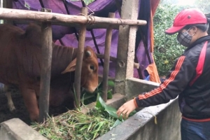 Thực hư chuyện 80 con trâu, bò chết rét ở miền núi thuộc tỉnh Quảng Trị?