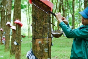 Giá cao su hôm nay 19/1: Tăng giá do hoạt động sản xuất có dấu hiệu phục hồi