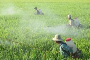 Hà Nội đã thử nghiệm 54 tiến bộ kỹ thuật giảm thiểu sử dụng thuốc bảo vệ thực vật