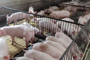 Giá heo hơi ngày 20/1: Duy trì đà tăng từ 1.000 - 2.000 đồng/kg ở nhiều địa phương
