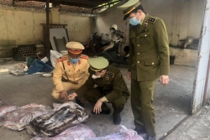Quảng Ninh: Thu giữ gần 650 kg mực ống đang phân huỷ, hôi thối đang trên đường đi tiêu thụ