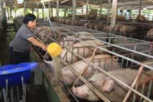Giá heo hơi hôm nay 27/1: Miền Bắc, miền Trung giảm, miền Nam tăng nhẹ
