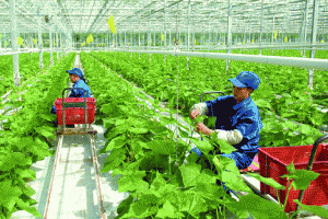 Đa dạng sản phẩm tín dụng cho sản xuất nông nghiệp công nghệ cao
