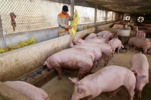 Giá heo hơi ngày 2/2: Giảm nhẹ từ 1.000 đến 3.000 đồng/kg