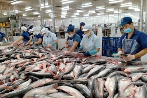 Giá cá tra nguyên liệu ổn định trở lại