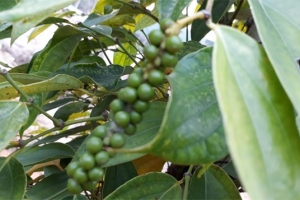Thị trường giá nông sản ngày 3/2: Cà phê giảm 500 đồng/kg, tiêu đi ngang