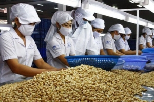 Năm 2020: Lần đầu tiên xuất khẩu điều vượt 500 ngàn tấn