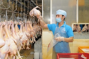 Tháng đầu năm, xuất khẩu các sản phẩm chăn nuôi ước đạt 26 triệu USD