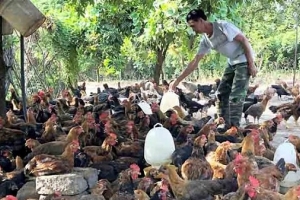 Hà Nội sẽ hỗ trợ tiêu thụ 1.600 tấn gà đồi Chí Linh