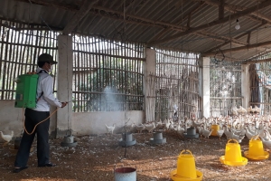 Vĩnh Phúc: Tập trung giải pháp giải pháp để kiểm soát phòng, chống bệnh cúm gia cầm