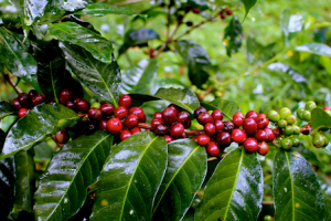 Giá cà phê ngày 25/2: Dao động trong khoảng 32.500 - 33.000 đồng/kg