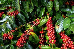 Giá cà phê ngày 27/2: Dao động trong khoảng 32.500 - 33.000 đồng/kg