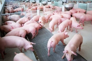 Giá heo hơi ngày 27/2: Tiếp tục đi ngang tại nhiều địa phương