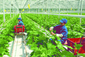 Cơ cấu lại ngành nông nghiệp theo hướng phát triển bền vững