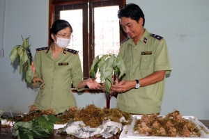 Kon Tum: Bắt vụ vận chuyển các loại củ “đội lốt” sâm Ngọc Linh Kon Tum sau 2 tháng mật phục