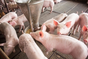 Giá heo hơi ngày 3/3: Đi ngang trên cả ba miền