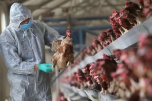 Cảnh giác lây nhiễm cúm A (H5N8) từ gia cầm sang người