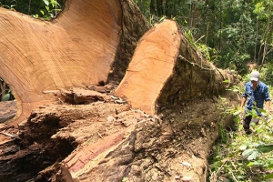 Gia Lai: Điều tra, xác minh vụ khai thác gỗ giáng hương cổ thụ trái phép