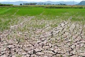 Thanh Hóa: Khoảng 4.775 ha lúa đông xuân có nguy cơ ảnh hưởng do xâm nhập mặn
