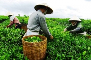 Mở rộng diện tích trồng chè chất lượng cao ở Lào Cai