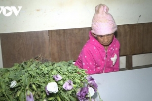 Phát hiện cụ bà 86 tuổi trồng 200 cây thuốc phiện trên nương rẫy ở Mộc Châu