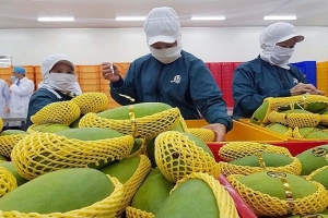 Xuất khẩu rau quả Việt Nam đang tăng dần vào thị trường Mỹ, EU, Nhật Bản
