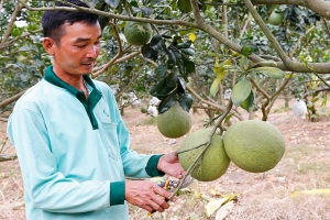 Bưởi da xanh rớt giá, tiêu thụ chậm