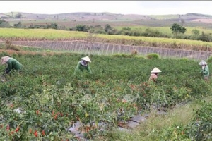 Gia Lai: Giá ớt lên xuống thất thường, khuyến cáo người dân không nên trồng ồ ạt