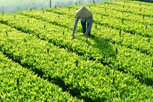 Ðiều kiện sản xuất, kinh doanh giống cây trồng lâm nghiệp