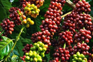 Giá cà phê ngày 2/4: Giao dịch trong khoảng 31.200 - 32.100 đồng/kg