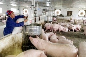 Giá lợn hơi hôm nay: Tăng - giảm ở khu vực phía Bắc và phía Nam