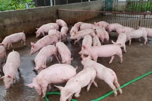 Giá heo hơi ngày 14/4: Giảm nhẹ 1.000 đồng/kg tại cả ba miền