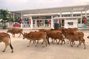 KĐT sinh thái Golden Hills (Đà Nẵng): Nạn bò thả rông đến lúc nào chấm dứt?