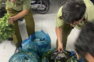 Cần Thơ: Ngụy trang hàng nghìn bao thuốc lá ngoại nhập lậu bên trong các bó rau