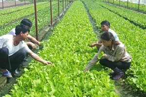 Hà Nội: 5 địa danh được đăng ký bảo hộ nhãn hiệu tập thể