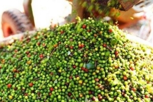 Giá tiêu ngày 5/5: Thị trường trong nước dao động quanh mức 69.000 đồng/kg