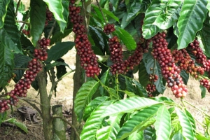 Giá cà phê ngày 12/5: Dao động trong khoảng 33.000 - 33.800 đồng/kg
