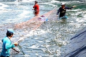Thức ăn nuôi tôm liên tục tăng giá