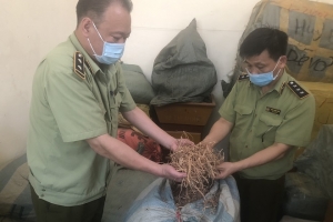 Lạng Sơn: Buộc tiêu hủy 190 kg dược liệu không rõ nguồn gốc